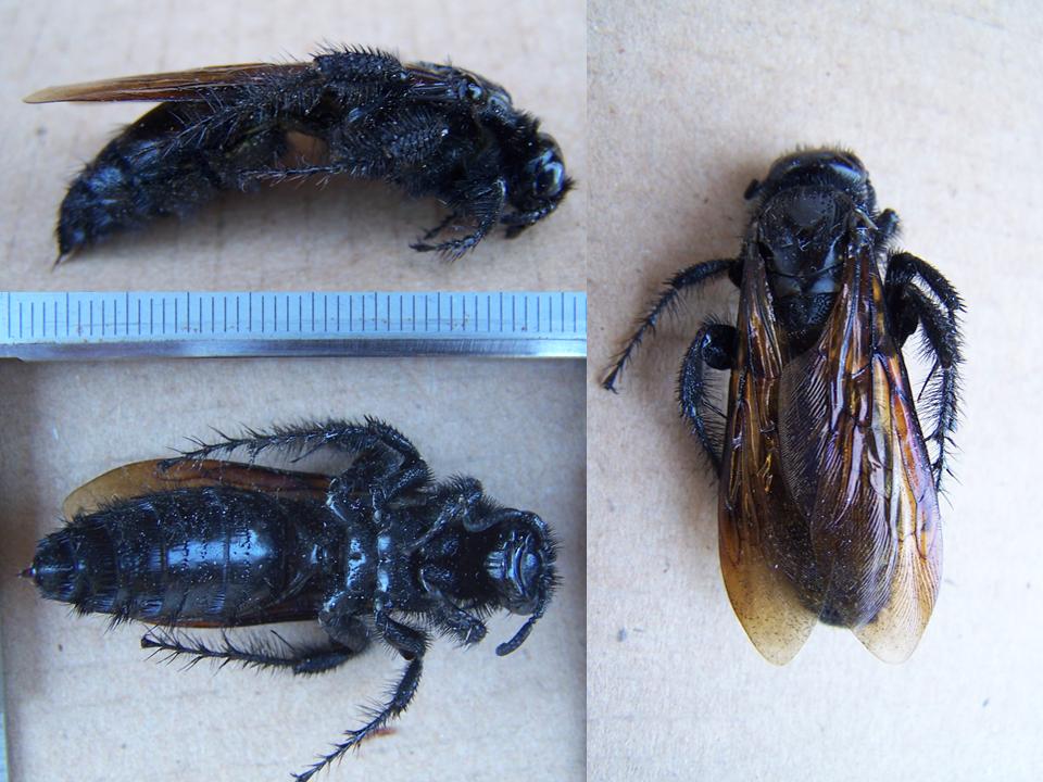 FIGURE 1 FIGURE 1